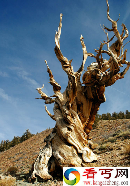 盘点世界十大“千年古树” 最长可追溯至4000年前