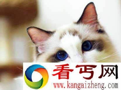 Top2世界上最可爱的猫布偶猫