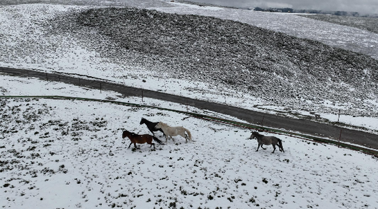 甘肃肃南七月飞雪 有牧民帐篷被压塌