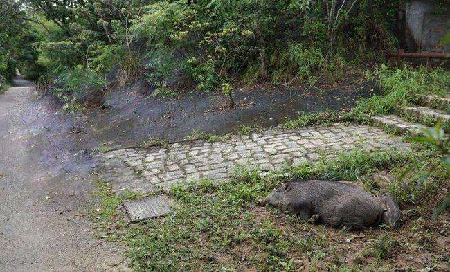 北京一小区有野猪出没