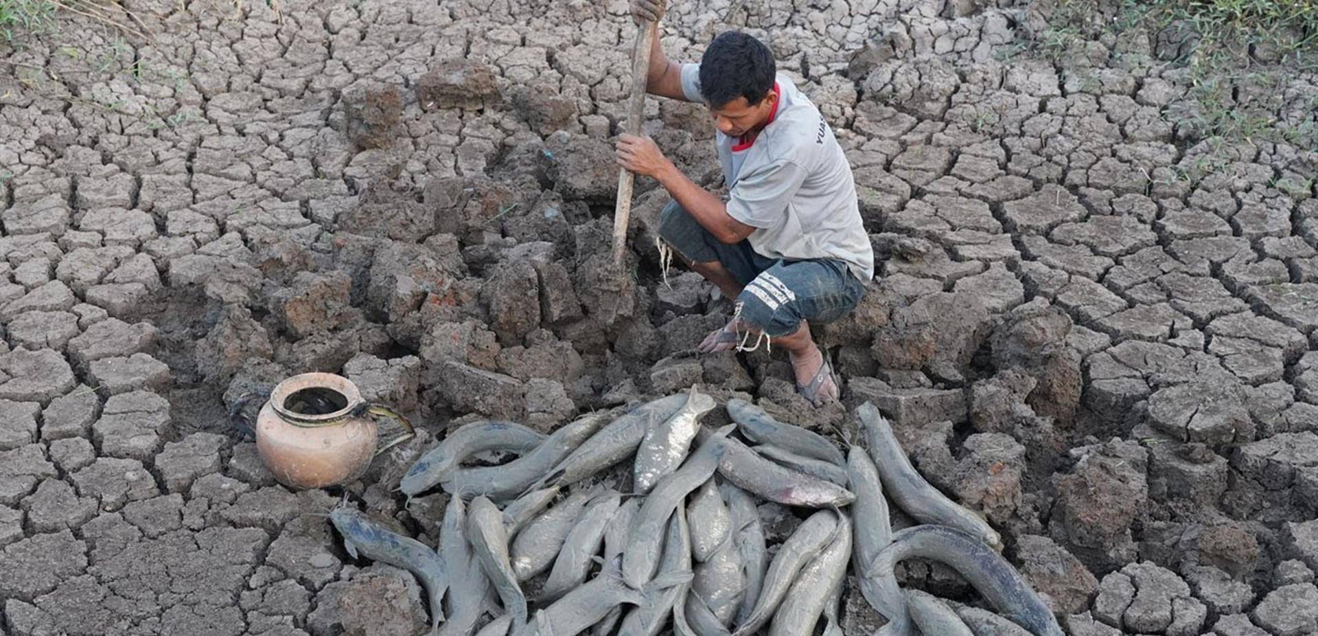 非洲肺鱼没水在土里至少能活5年