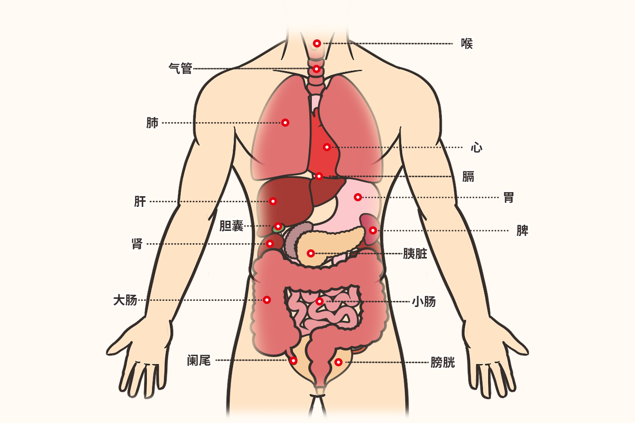 人体结构图五脏六腑高清位置