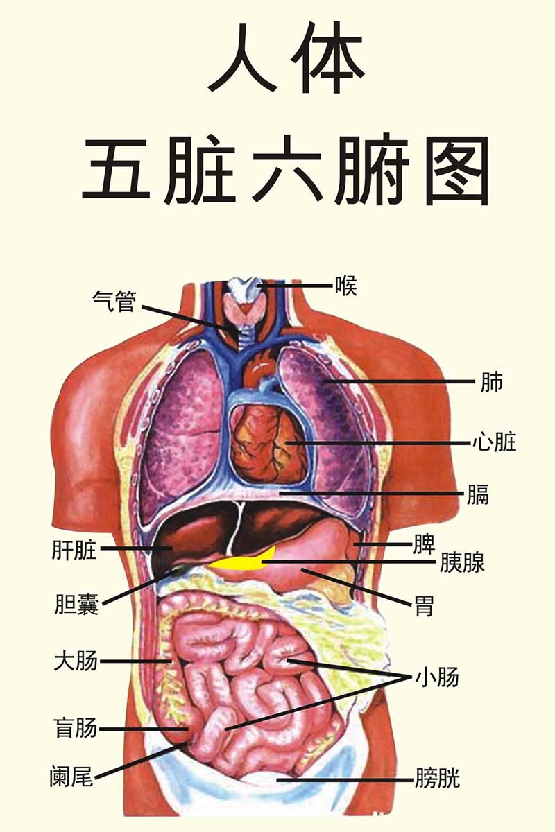 人体器官结构图五脏六腑肾的位置