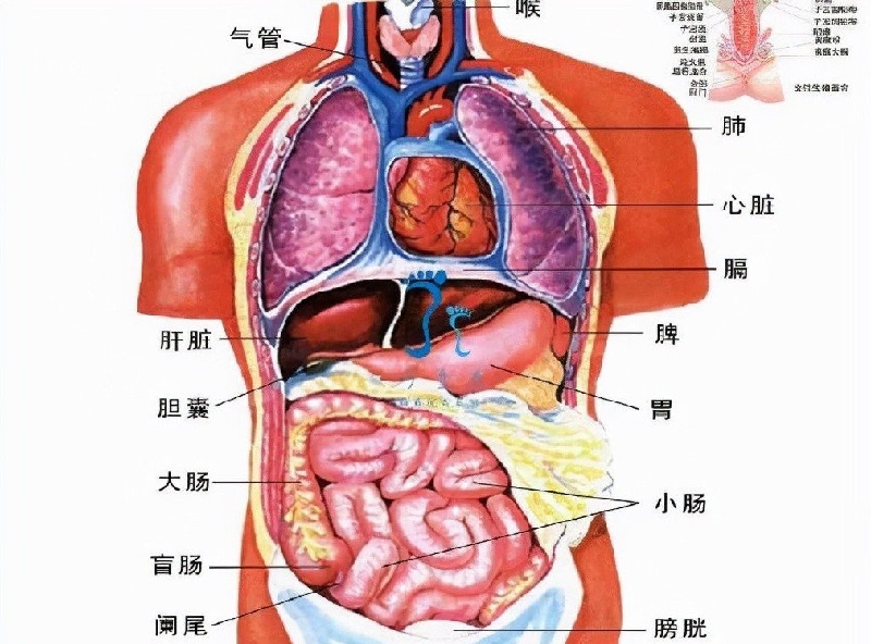 人体五脏六腑位置图 人体五脏六腑位置图器官