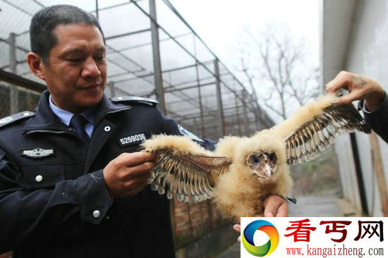 1月5日，湖南省道县新车镇下汶村一村民在山林边小路上拾得6只不知名的雏鸟。后经该县林业局工作人员鉴定，这6只雏鸟学名叫草鸮，俗称猴面鹰，属国家二级保护野生动物。当日，道县林业局工作人员将6只猴面鹰移交到月岩林场国家森林公园野生动物救护站，待养护雏鸟长大后再将其放归大自然。何红福