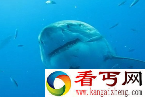 世界上最大的白鲨