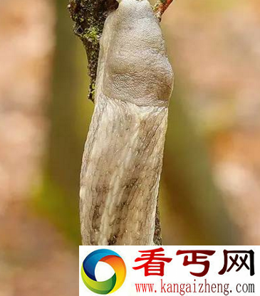 世界上最大的鼻涕虫