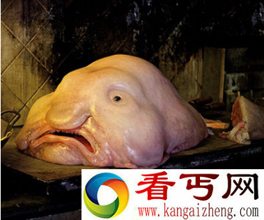 世界上长得最逗的动物