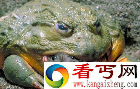 世界上长得最恐怖的动物