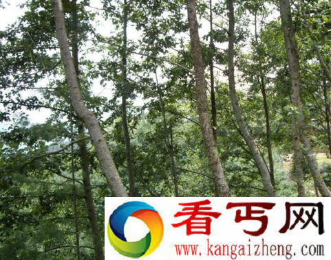 世界上长得最快的树