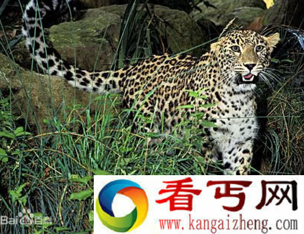 世界上最大的花豹