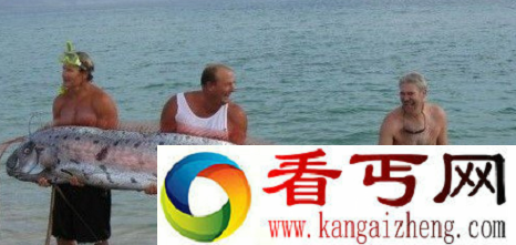 世界上最大的皇带鱼