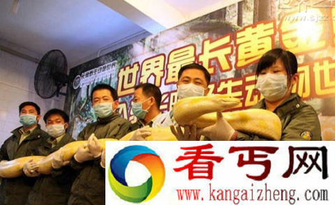 世界上最大的黄金巨蟒