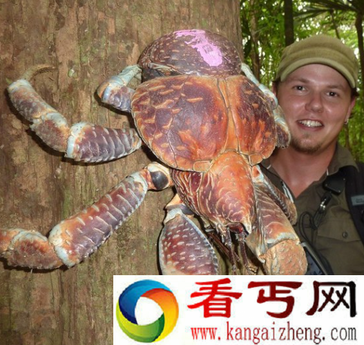 世界上最大的活螃蟹