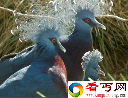 世界上最大的鸽子