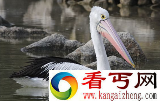 世界上嘴巴最长的鸟