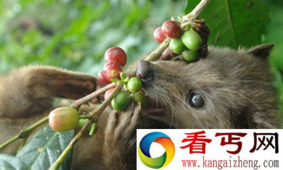 世界上最昂贵的咖啡