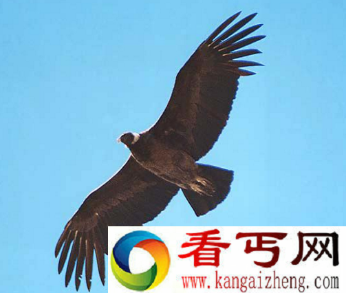 世界上寿命最长的鸟