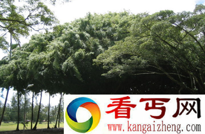 世界上树冠最大的树