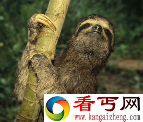世界上速度最慢的动物