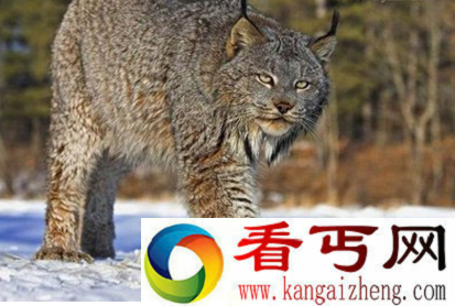 猞猁