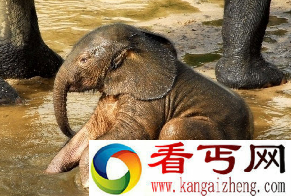 世界上体型最小的大象