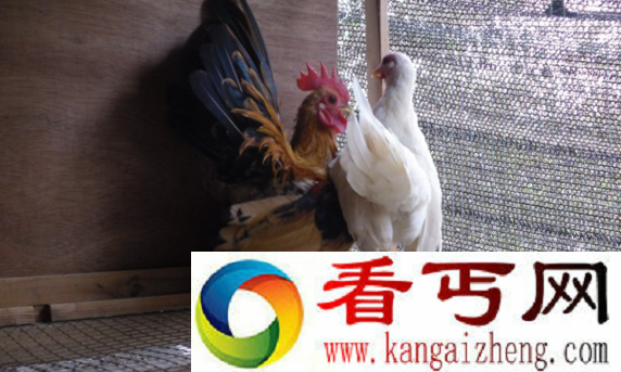 世界上体型最小的鸡