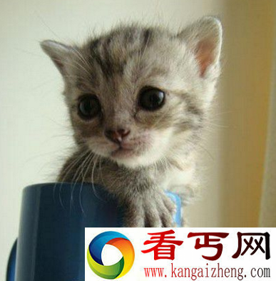 世界上体型最小的猫