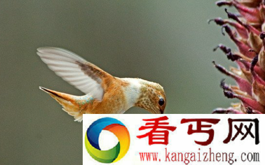 世界上体型最小的鸟