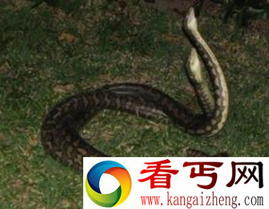 蛇