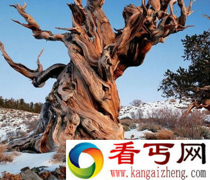 玛士撒拉树