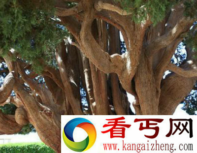 塞意阿巴库树