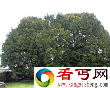 山达木树