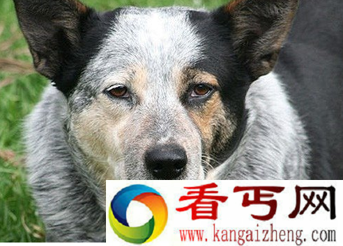 世界上寿命最长的狗

