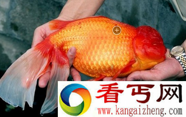 世界上钓到最大的金鱼