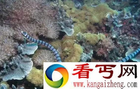 世界上毒性最强的海蛇