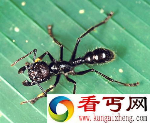 子弹蚁