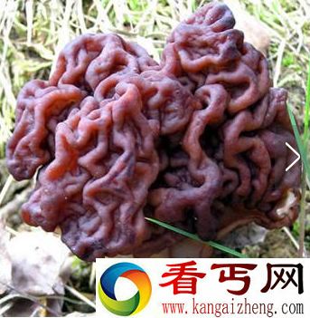 世界上毒性最强的蘑菇