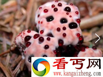 世界上毒性最强的蘑菇