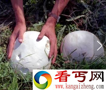 世界上毒性最强的蘑菇