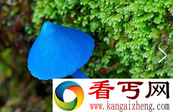 世界上毒性最强的蘑菇