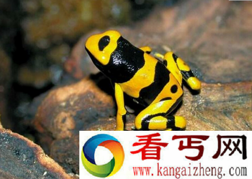 世界上毒性最强的青蛙