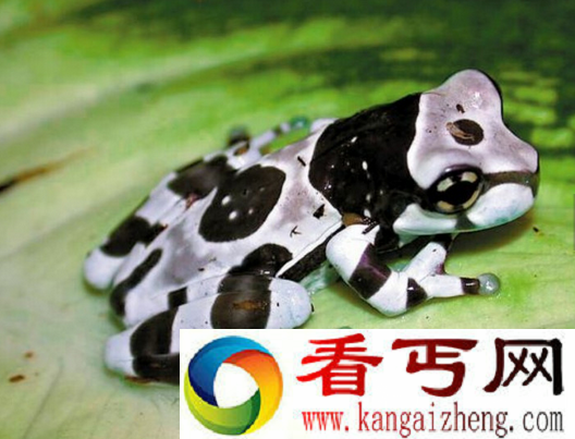 世界上毒性最强的青蛙