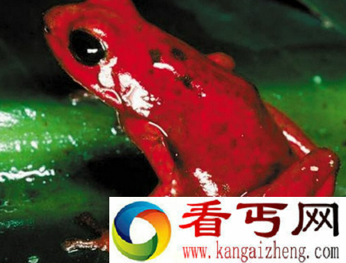 世界上毒性最强的青蛙