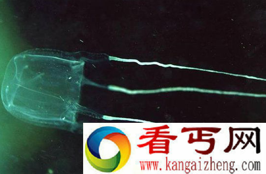 世界上毒性最强的水母