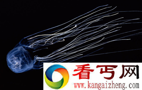世界上毒性最强的水母