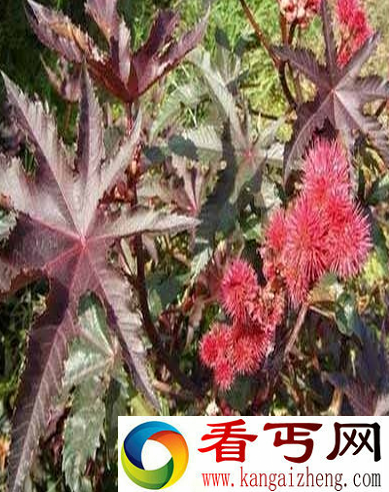 世界上毒性最强的植物