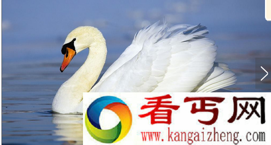 世界上飞得最高的鸟