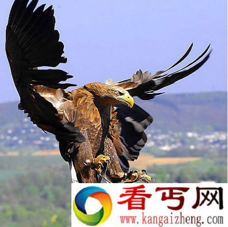 世界上飞得最高的鸟
