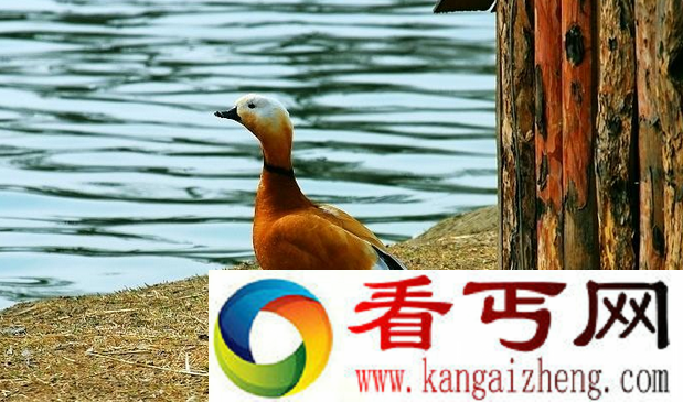 世界上飞得最高的鸟